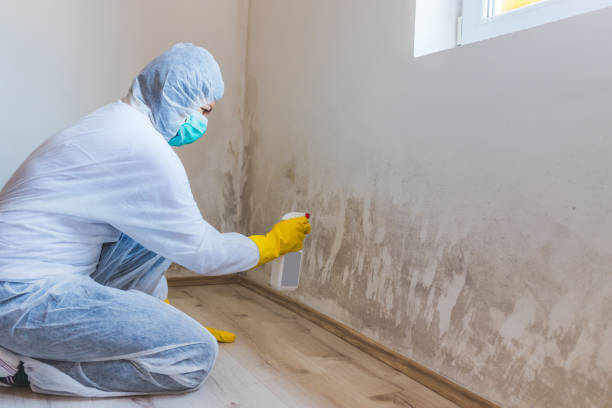 Licensed Basement Mold Remediation service in Burlington, MA - Mold Remediation HQ