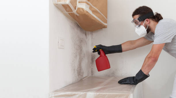 Professional Basement Mold Remediation technician working in Burlington, MA