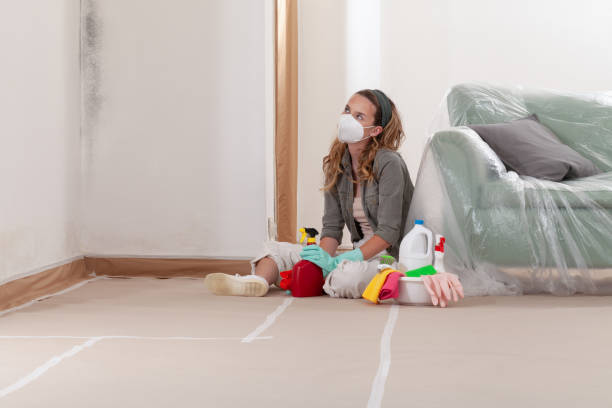 Reliable Basement Mold Remediation contractor in Burlington, MA by Mold Remediation HQ