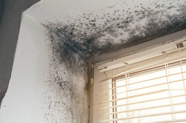 Affordable Basement Mold Remediation solutions in Burlington, MA
