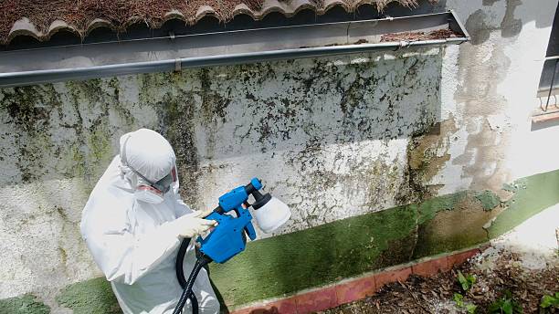 Top rated local Basement Mold Remediation specialists in Burlington, MA